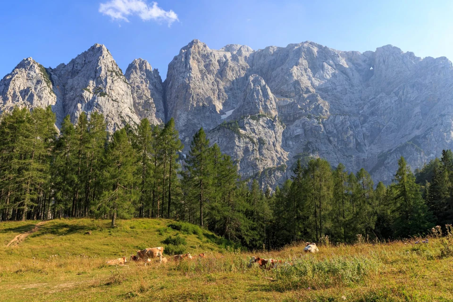 Cows grazing in meadow below Vršič Pass mountains and pine forest under blue sky