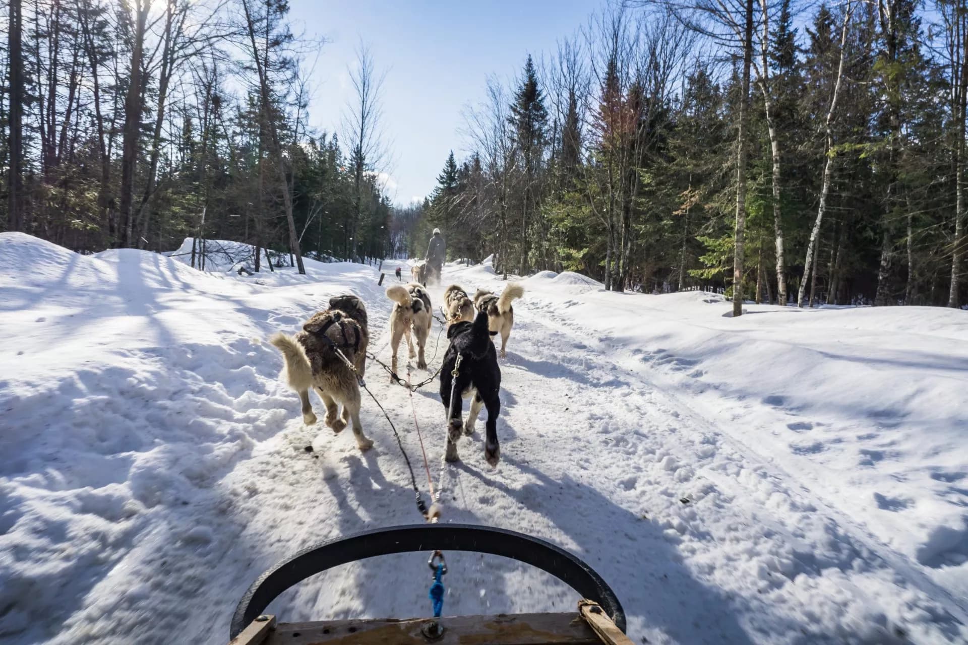 Dog sledding on a snowy trail through a sunlit evergreen forest in Slovenia.