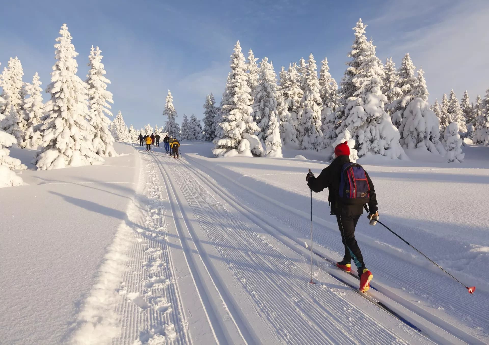 Cross-country skiers on groomed track through snow-covered evergreen forest under blue sky.