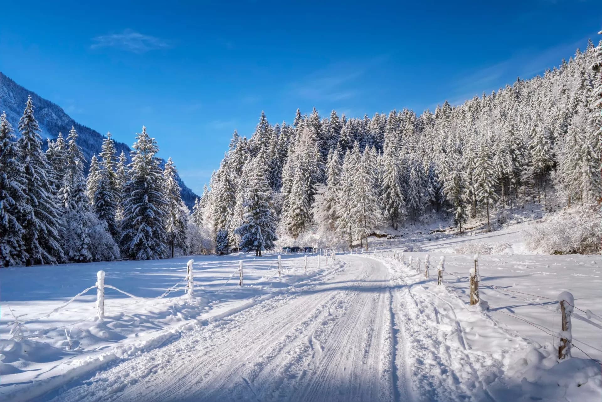Snow-covered road winding through pine forest on Pokljuka plateau in winter under blue sky.