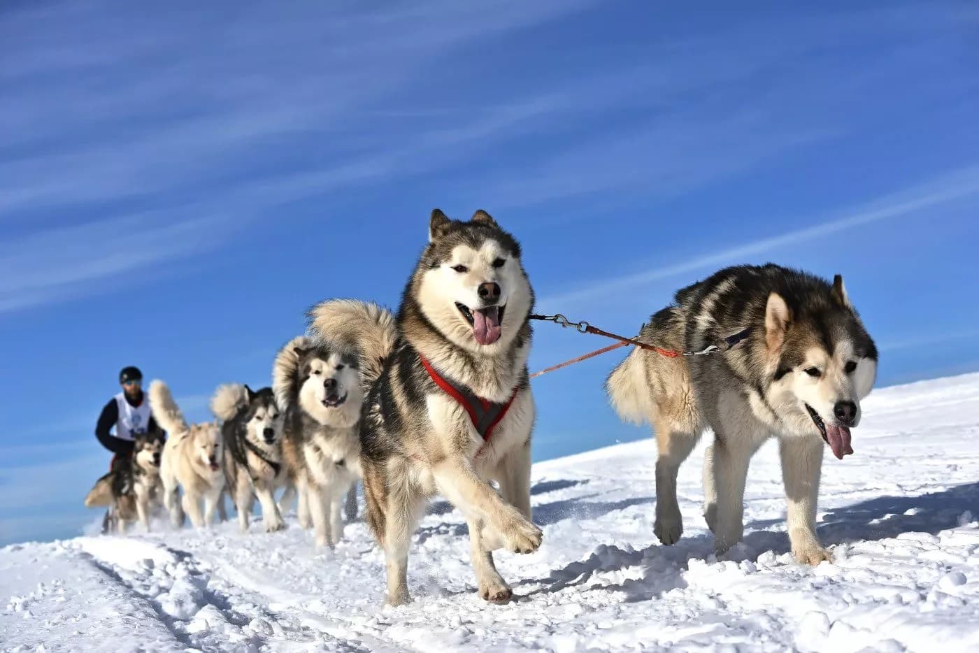 Dog sledding team pulling a musher across a snowy slope under a bright blue sky in Kranjska Gora.