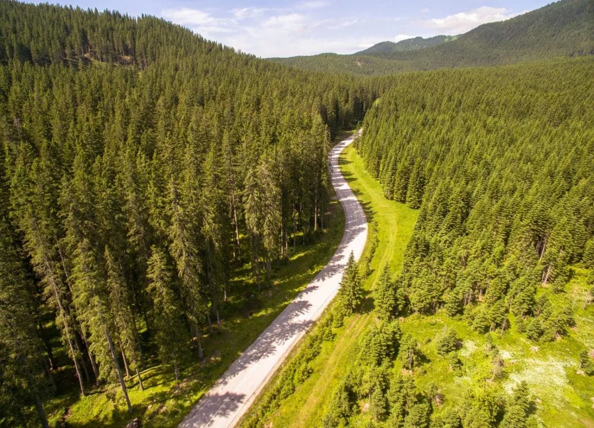 Winding road through vast, dense pine forests in Pokljuka, Slovenia.