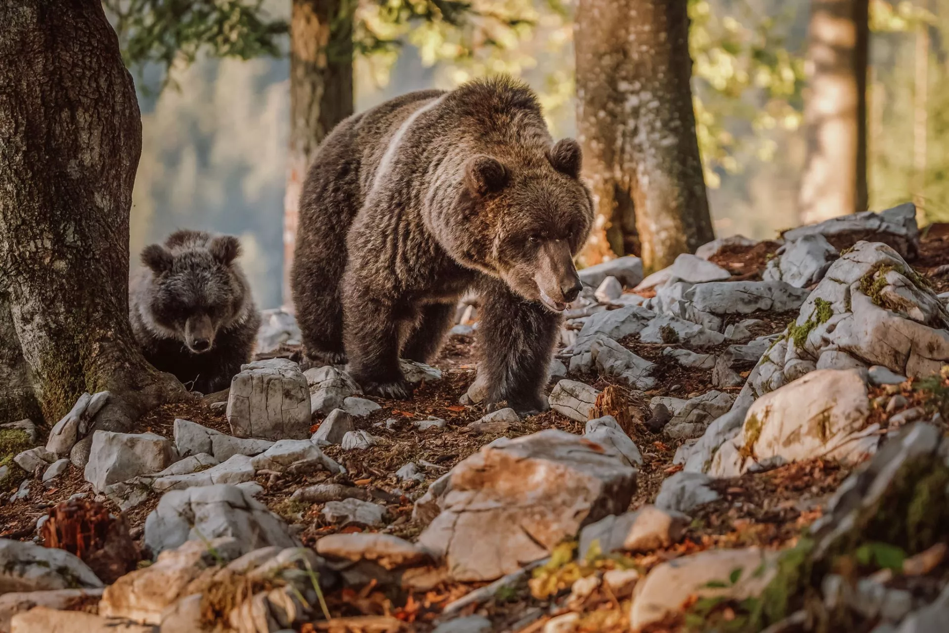 Overvågning af bjørne